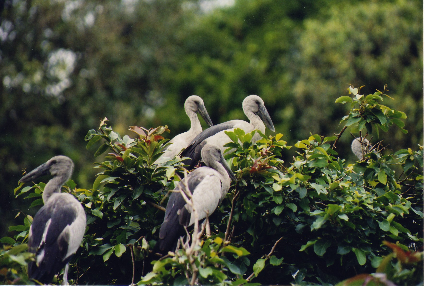 Bird Sanctuary